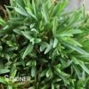 TINY RUBIES DIANTHUS -Sooner Plant Farm Shop DETA 1748
