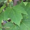 RED ROCKET MAPLE -Sooner Plant Farm Shop DETA 175