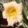 MINI PEARL DAYLILY -Sooner Plant Farm Shop DETA 1774