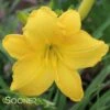 SCENTUAL SUNDANCE DAYLILY 1 SCENTUAL SUNDANCE DAYLILY -Sooner Plant Farm Shop DETA 1778
