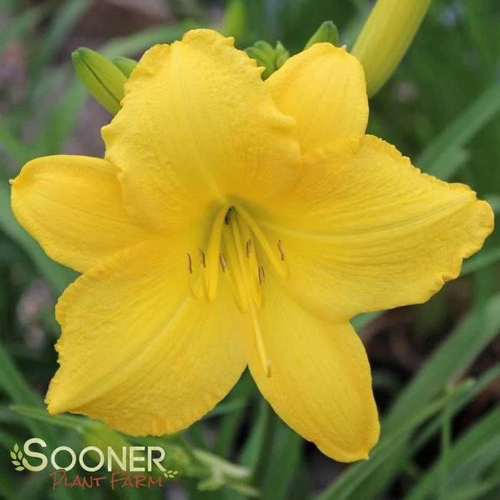 SCENTUAL SUNDANCE DAYLILY 3 SCENTUAL SUNDANCE DAYLILY