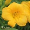 YELLOW LOLLIPOP DAYLILY -Sooner Plant Farm Shop DETA 1783