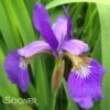 CAESER'S BROTHER SIBERIAN IRIS -Sooner Plant Farm Shop DETA 1796