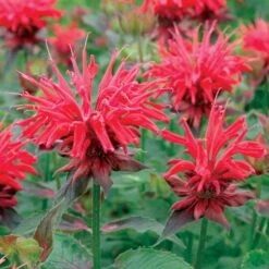 CAMBRIDGE SCARLET BEEBALM