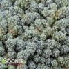 MAJOR SEDUM -Sooner Plant Farm Shop DETA 1836