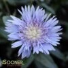 BLUE DANUBE STOKES ASTER -Sooner Plant Farm Shop DETA 1843
