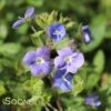 GEORGIA BLUE SPEEDWELL 1 GEORGIA BLUE SPEEDWELL -Sooner Plant Farm Shop DETA 1857