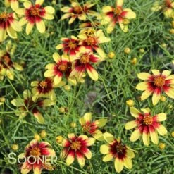 ROUTE 66 TICKSEED -Sooner Plant Farm Shop DETA 1866