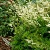 DWARF GOATSBEARD -Sooner Plant Farm Shop DETA 1868