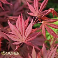 TROMPENBURG UPRIGHT JAPANESE MAPLE -Sooner Plant Farm Shop DETA 1873