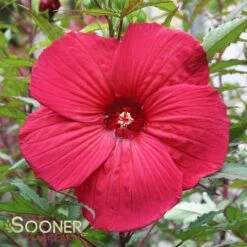FIREBALL FLEMING™ HARDY HIBISCUS -Sooner Plant Farm Shop DETA 192