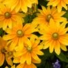 PRAIRIE SUN BLACK-EYED SUSAN -Sooner Plant Farm Shop DETA 1932