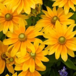 PRAIRIE SUN BLACK-EYED SUSAN