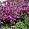RED CREEPING THYME -Sooner Plant Farm Shop DETA 1936