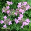 PINK CHINTZ CREEPING THYME -Sooner Plant Farm Shop DETA 1937