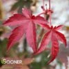 OSHIO BENI UPRIGHT JAPANESE MAPLE -Sooner Plant Farm Shop DETA 2000