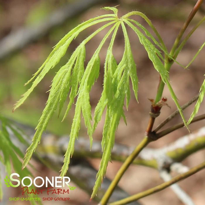 GREEN LACE WEEPING JAPANESE MAPLE 5 GREEN LACE WEEPING JAPANESE MAPLE - Image 3
