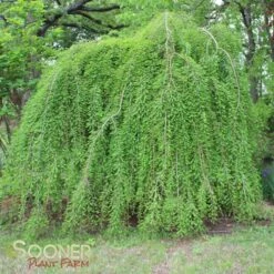 FALLING WATERS WEEPING BALD CYPRESS -Sooner Plant Farm Shop DETA 2063