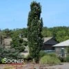 SLENDER SILHOUETTE SWEETGUM -Sooner Plant Farm Shop DETA 2064