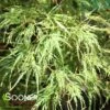 WATERFALL WEEPING JAPANESE MAPLE -Sooner Plant Farm Shop DETA 207