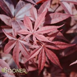 RED EMPEROR UPRIGHT JAPANESE MAPLE