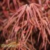HUBB'S RED WILLOW UPRIGHT JAPANESE MAPLE -Sooner Plant Farm Shop DETA 2089
