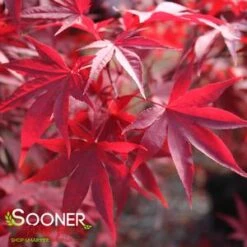 EMPEROR I UPRIGHT JAPANESE MAPLE -Sooner Plant Farm Shop DETA 209
