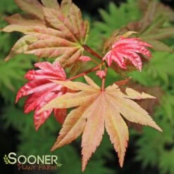 AUTUMN MOON UPRIGHT JAPANESE MAPLE 10 AUTUMN MOON UPRIGHT JAPANESE MAPLE -Sooner Plant Farm Shop DETA 2092