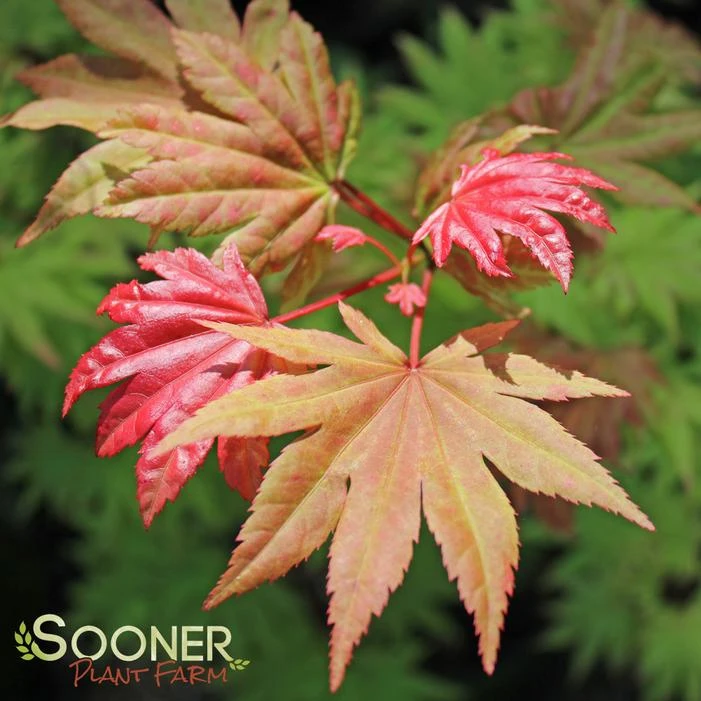 AUTUMN MOON UPRIGHT JAPANESE MAPLE 6 AUTUMN MOON UPRIGHT JAPANESE MAPLE - Image 4