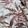 GARNET WEEPING JAPANESE MAPLE -Sooner Plant Farm Shop DETA 2097