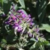 LO & BEHOLD® PURPLE HAZE BUTTERFLY BUSH -Sooner Plant Farm Shop DETA 2102