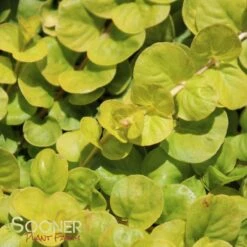GOLDEN MONEYWORT -Sooner Plant Farm Shop DETA 211
