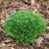 IRISH MOSS 1 IRISH MOSS -Sooner Plant Farm Shop DETA 214