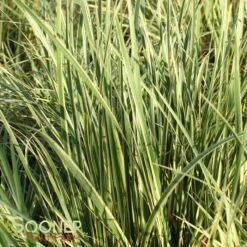 VARIEGATED SWEET FLAG