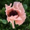 HELEN ELIZABETH ORIENTAL POPPY 2 HELEN ELIZABETH ORIENTAL POPPY -Sooner Plant Farm Shop DETA 2162