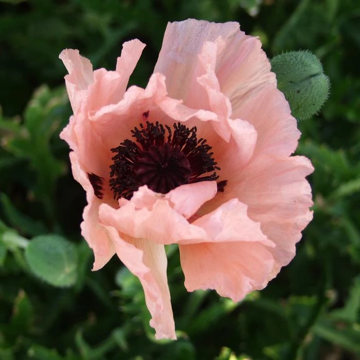 HELEN ELIZABETH ORIENTAL POPPY 3 HELEN ELIZABETH ORIENTAL POPPY