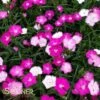 FIRST LOVE® DIANTHUS -Sooner Plant Farm Shop DETA 2204