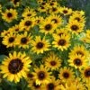 DENVER DAISY™ BLACK-EYED SUSAN 2 DENVER DAISY™ BLACK-EYED SUSAN -Sooner Plant Farm Shop DETA 2208