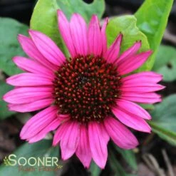 FATAL ATTRACTION CONEFLOWER -Sooner Plant Farm Shop DETA 2238