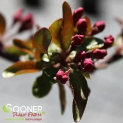 PRAIRIFIRE CRABAPPLE -Sooner Plant Farm Shop DETA 23