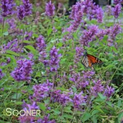 BLUE BOA HYSSOP -Sooner Plant Farm Shop DETA 2312