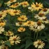 ALOHA CONEFLOWER -Sooner Plant Farm Shop DETA 2324