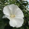 WHITE ANGEL™ ALTHEA -Sooner Plant Farm Shop DETA 2356