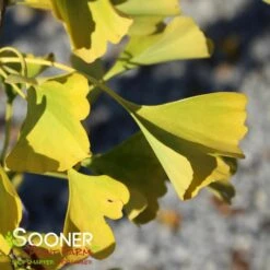 GOLDSPIRE™ GINKGO -Sooner Plant Farm Shop DETA 2396