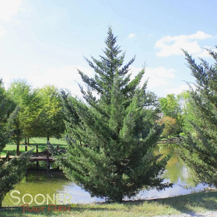 HETZI COLUMN JUNIPER 3 HETZI COLUMN JUNIPER