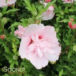 PINK CHIFFON® ALTHEA -Sooner Plant Farm Shop DETA 2448