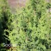 DEGROOT'S SPIRE ARBORVITAE -Sooner Plant Farm Shop DETA 2483