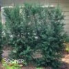 UPRIGHT PLUM YEW -Sooner Plant Farm Shop DETA 2484