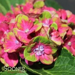 PISTACHIO HYDRANGEA -Sooner Plant Farm Shop DETA 2500