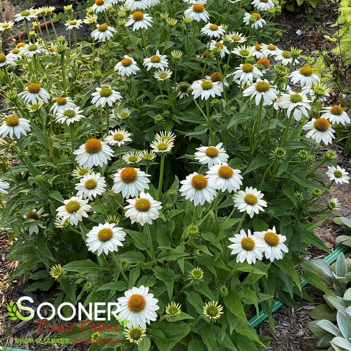 POW WOW® WHITE CONEFLOWER 4 POW WOW® WHITE CONEFLOWER - Image 2